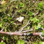 Betula nana Bark