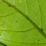 Terminalia amazonia Hoja