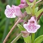 Scutellaria minor Flower