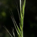 Festuca microstachys ᱡᱚ