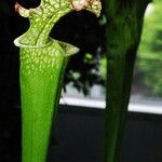 Sarracenia leucophylla Hoja