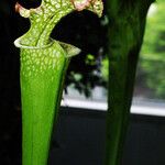 Sarracenia leucophylla 葉