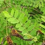 Amorpha fruticosa Folio