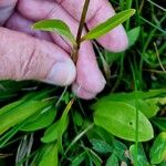 Swertia perennis Leaf