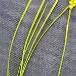 Carex alba Blatt