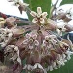 Asclepias syriaca 花