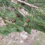 Pinus nigraBlad