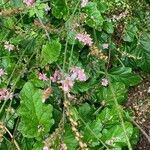 Francoa appendiculata Flor