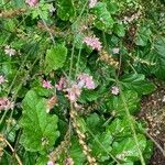 Francoa appendiculata Цвят