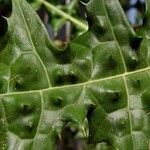 Acanthus montanus Leaf