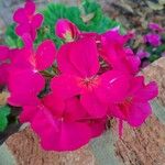 Pelargonium zonaleFlower