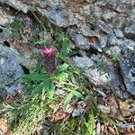 Trifolium rubens Квітка