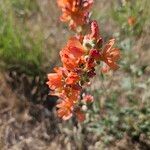 Sphaeralcea coccinea Flower