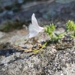 Linaria nivea Flor