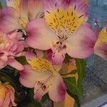 Alstroemeria aureaFloro