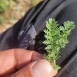 Erodium acaule Hoja