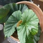 Begonia aconitifolia ᱥᱟᱠᱟᱢ