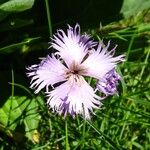 Dianthus hyssopifolius Květ