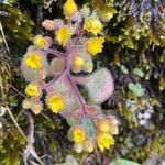 Aichryson villosum Hábito