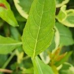 Oenothera speciosa Leaf