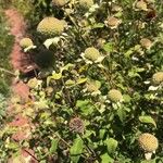 Monarda fistulosa 果