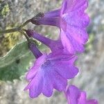 Primula marginata फूल