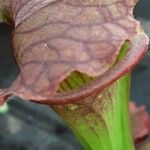 Sarracenia purpurea Lehti