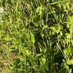 Oenothera rosea Hábitos