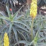 Aloe striatula Floare