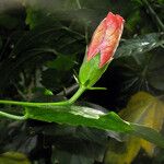 Hibiscus rosa-sinensis Flower