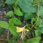 Lonicera japonicaफूल