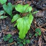 Smilax rotundifolia Leaf