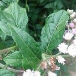 Cyanthillium cinereum Hoja