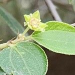 Ziziphus lotus Flor