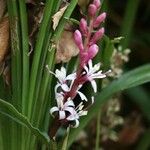 Reineckea carnea 花