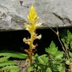 Orobanche flava Flower
