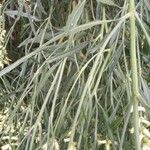 Baccharis spicata Hoja