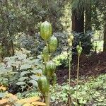 Cardiocrinum cordatum Fruit