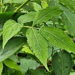 Sambucus racemosa Blatt