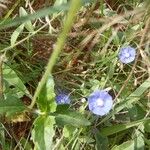 Evolvulus alsinoides Flower