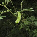 Acaciella villosa Plante entière