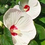 Hibiscus moscheutosFlor