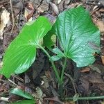 Piper umbellatum Leaf