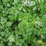 Chaerophyllum hirsutum Характер