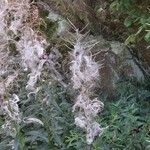 Epilobium angustifolium Hábito