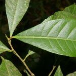 Gymnanthes riparia Hoja