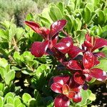 Arctostaphylos uva-ursi Leaf