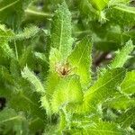 Centaurea benedicta Leaf