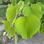 Bauhinia monandra Blad