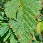 Melochia pyramidata Leaf